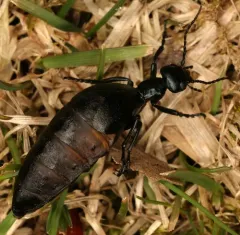 Buttercup Oil Beetle thumbnail 4