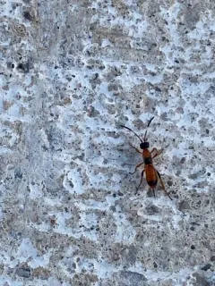 Aptesis nigrocincta thumbnail 3