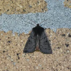 Orthosia praeses thumbnail 1