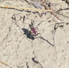 Blowout Tiger Beetle thumbnail 4