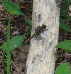 Boreal Whiteface thumbnail 3