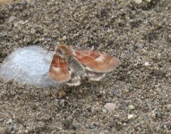 flax bollworm thumbnail 3
