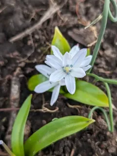 Mishchenko squill thumbnail 3
