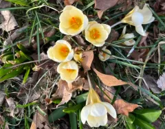 Snow Crocus thumbnail 3