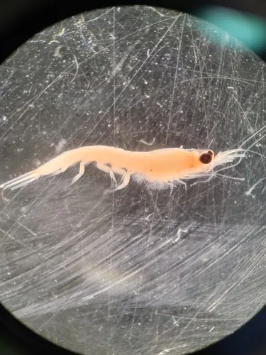 Thysanoessa longicaudata