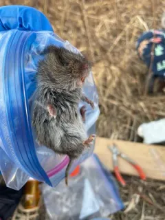 Prairie Vole thumbnail 3