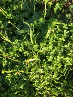 Bermuda buttercup thumbnail 2