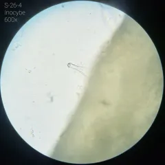 Inocybe olympiana thumbnail 4