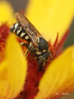 Modest Pebble Bee thumbnail 1