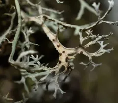 Oakmoss Spot thumbnail 3
