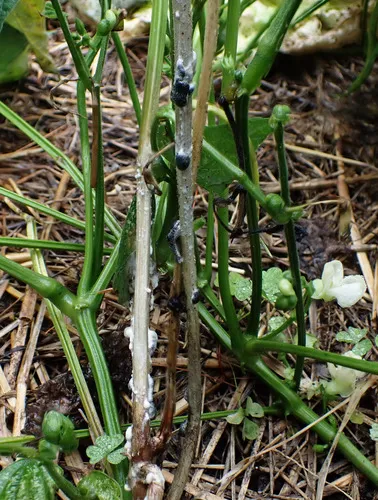 white mold