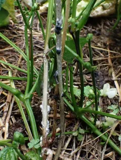 white mold thumbnail 1