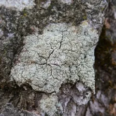 Pertusaria rubefacta thumbnail 4