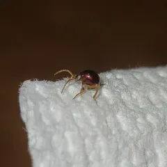 Smooth Spider Beetle thumbnail 4