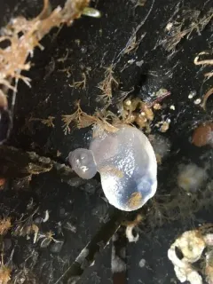 Icy Tunicate thumbnail 3