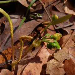 spring beauty rust thumbnail 3