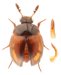 Anisotoma basalis thumbnail 2