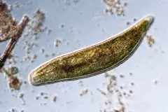 Blind Strudelworm thumbnail 1