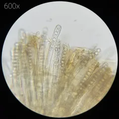 Plicaria endocarpoides thumbnail 4