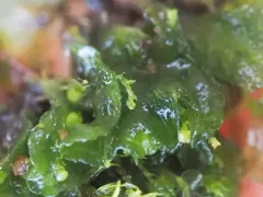 Phymatoceros phymatodes thumbnail 3