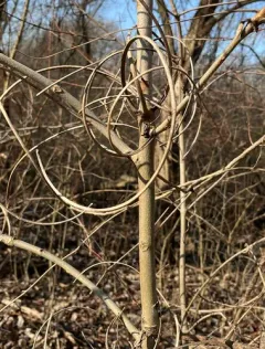 Shellbark Hickory thumbnail 1