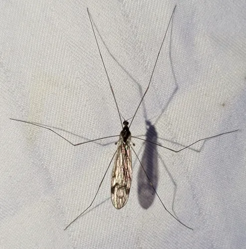 Dicranomyia humidicola