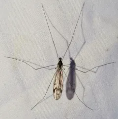 Dicranomyia humidicola thumbnail 1