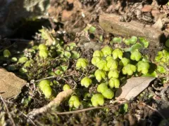 California asterella thumbnail 2