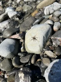 Allocosa subparva thumbnail 1