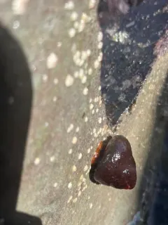 Brown Tegula thumbnail 3