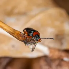 Cereal Leaf Beetle thumbnail 2