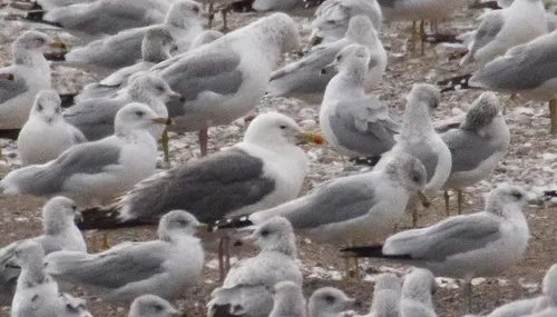 Vega Gull