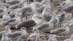 Vega Gull thumbnail 1