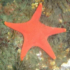 Vermilion Star thumbnail 3
