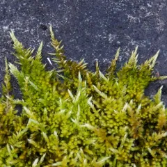 pinnatifid homalothecium moss thumbnail 4
