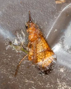 Pycnopsyche antica thumbnail 2