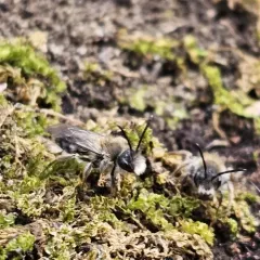 Frigid Mining Bee thumbnail 4