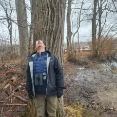 American sweetgum thumbnail 1