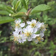 Bitter cherry thumbnail 2