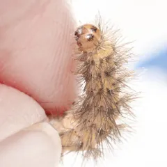California Tiger Moth thumbnail 4