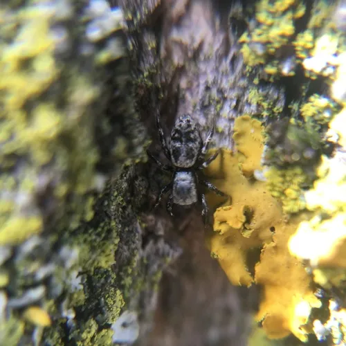 Hart's Jumping Spider