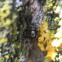 Hart's Jumping Spider thumbnail 1