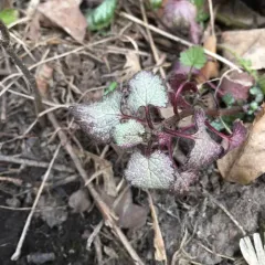 Spotted deadnettle thumbnail 2