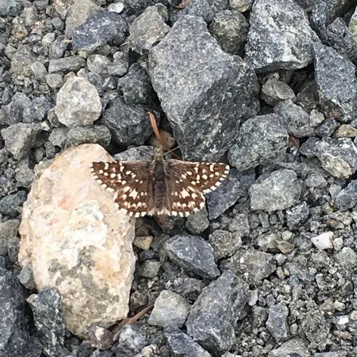 Two-banded Checkered-Skipper