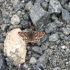 Two-banded Checkered-Skipper thumbnail 1