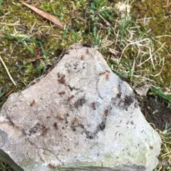 European fire ant thumbnail 2