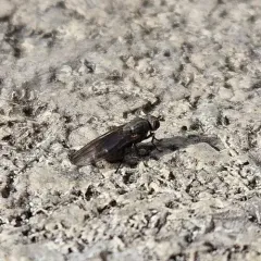 Sapromyza brachysoma thumbnail 1