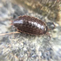 Common Striped Woodlouse thumbnail 4
