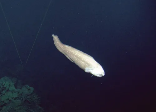 Giant cusk-eel