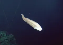 Giant cusk-eel thumbnail 1